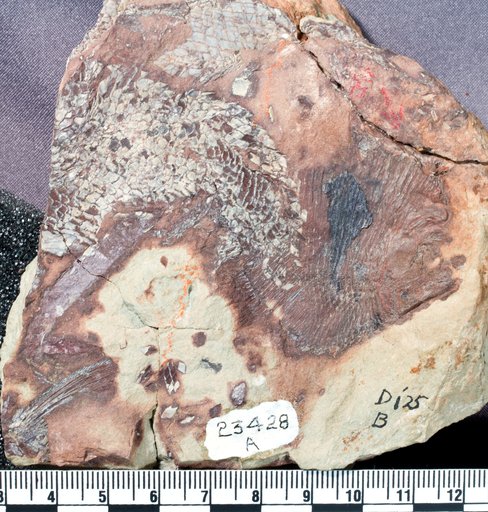 Hemicalypterus weiri Schaeffer, 1967