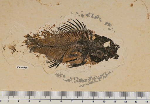 Priscacara sp