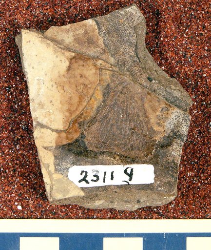 Priscacara cf. liops Cope