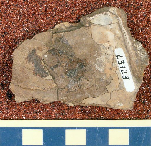 Priscacara cf. liops Cope