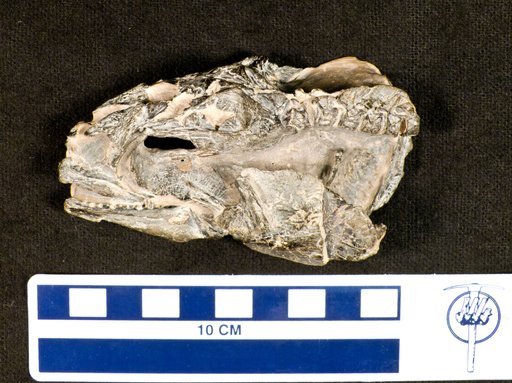 Scombrinus macropomus (Agassiz)