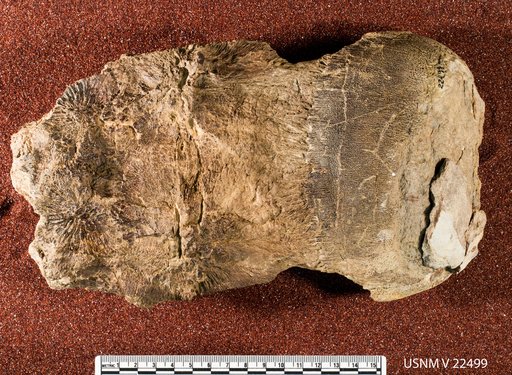 Bananogmius (Thryptodus) zitteli (Loomis)