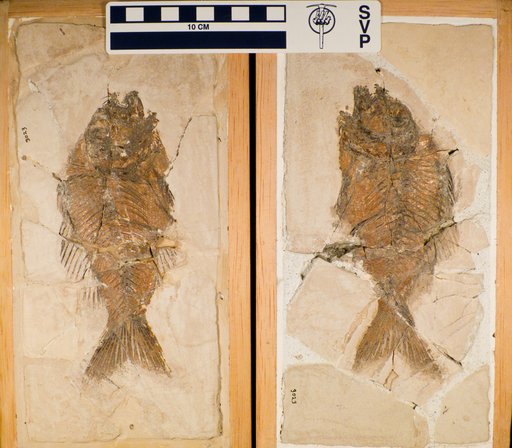 Sparnodus vulgaris