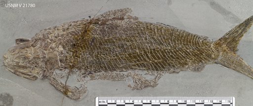 Ptycholepis bollensis Agassiz