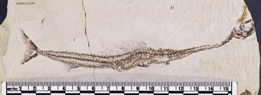 Benthesikyme gracilis (Davis)