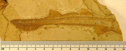 Genus indet. sp sp. undet.