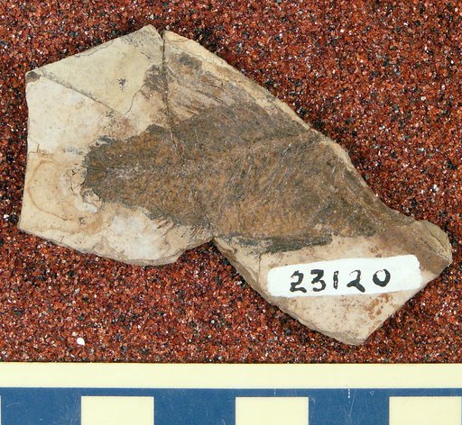 Priscacara cf. liops Cope