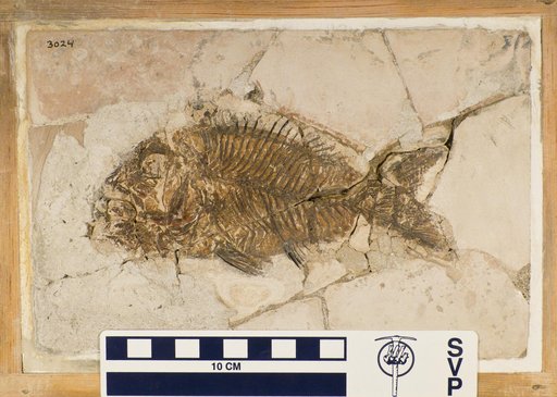 Sparnodus vulgaris