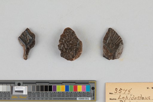 Lepisosteus tristoechus (Block & Schneider)