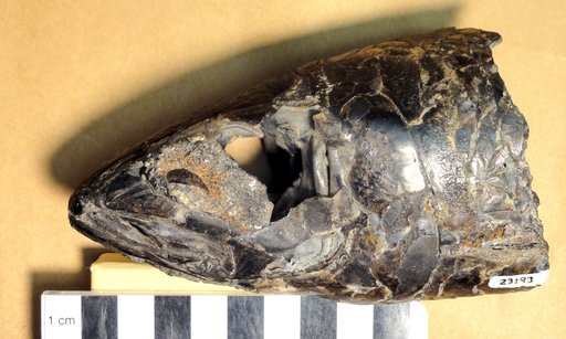 Apsopelix berycinus