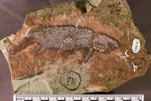 Synorichthys stewarti