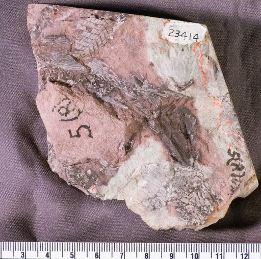 Lasalichthys hillsi