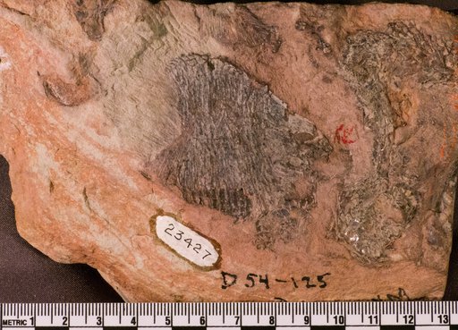 Hemicalypterus weiri Schaeffer, 1967