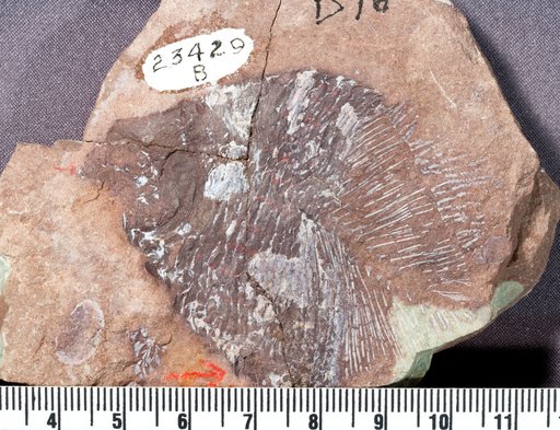 Hemicalypterus weiri Schaeffer, 1967