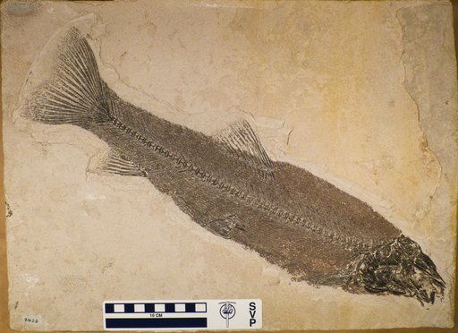 Notogoneus osculus Cope