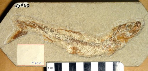 Leptolepis sp