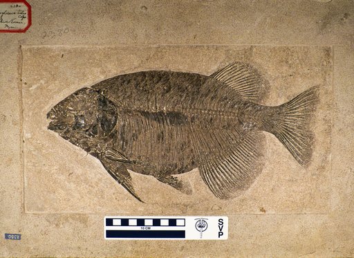 Phareodus testis Cope