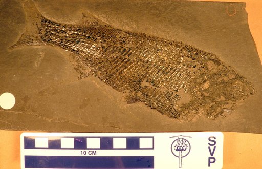 Redfieldia gracilis (Redfield)