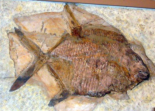 Gyrodus circularis Agassiz