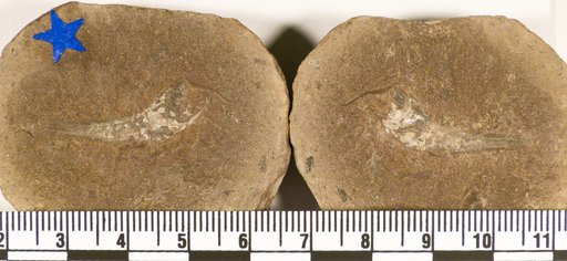 Rhabdoderma exiguus (Eastman)