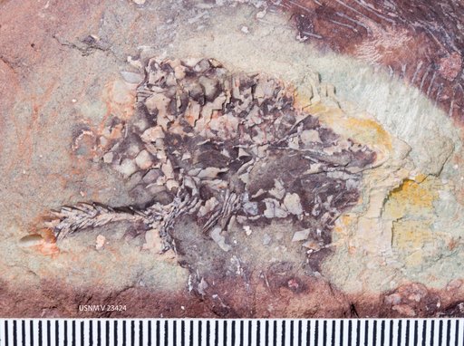 Hemicalypterus weiri Schaeffer, 1967