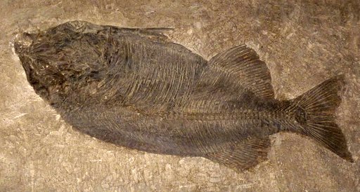 Phareodus encaustus Cope