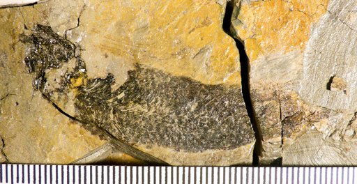 Gnathorhiza serrata (Cope)