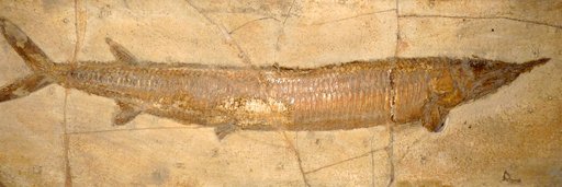 Aspidorhynchus acutirostris (Blainville, 1818)