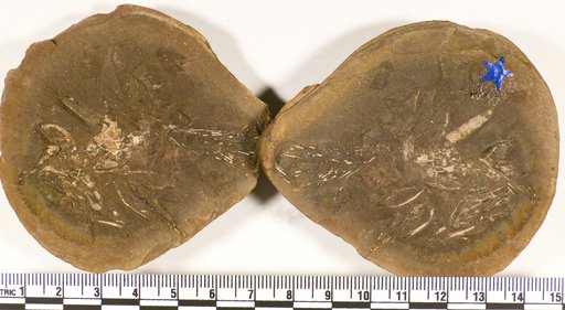 Coelacanthus elegans Newberry