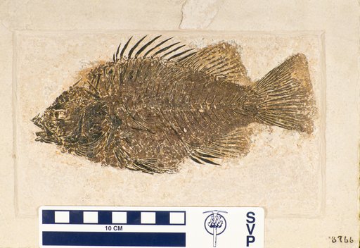 Priscacara serrata Cope