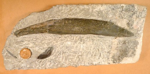 Ctenacanthus xiphias (St.John & Worthen)