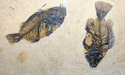 Priscacara clivosa Cope
