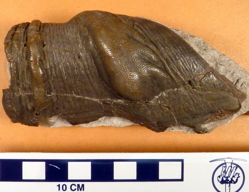 Cochliodus latus Leidy