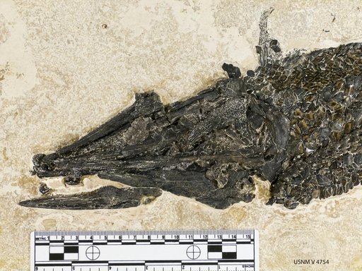 Lepisosteus simplex Leidy