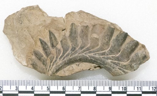 Helicoprion ferrieri (Hay)