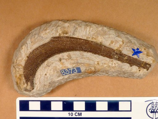 Physonemus arcuatus M'Coy