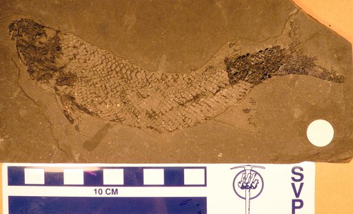 Redfieldia gracilis (Redfield)