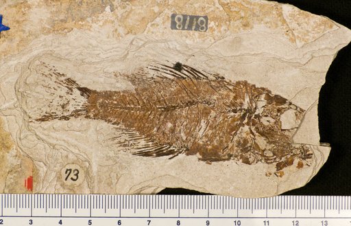 Plioplarchus sexspinosus Cope