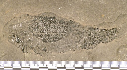 Osteolepis macrolepidota Agassiz