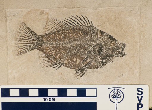 Priscacara serrata Cope