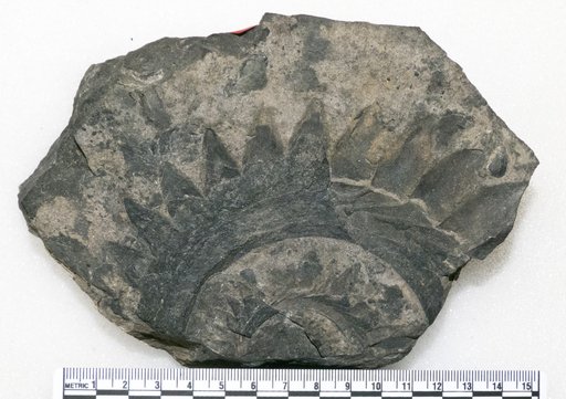 Helicoprion ferrieri (Hay)