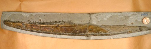 Hybodus sp