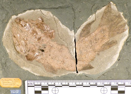 Eusthenopteron foordi Whiteaves
