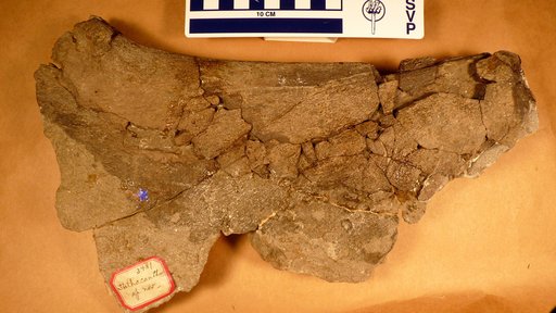 Stethacanthus productus Newberry