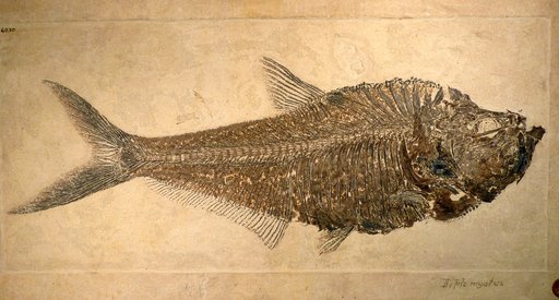Diplomystus dentatus Cope