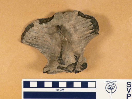 Xiphias sp