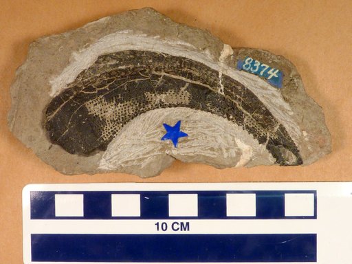 Physonemus arcuatus M'Coy