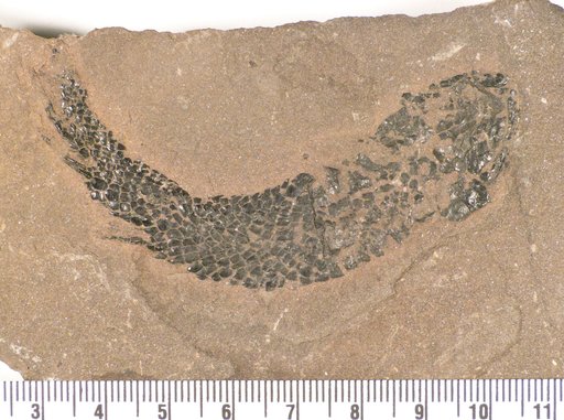 Osteolepis macrolepidota Agassiz