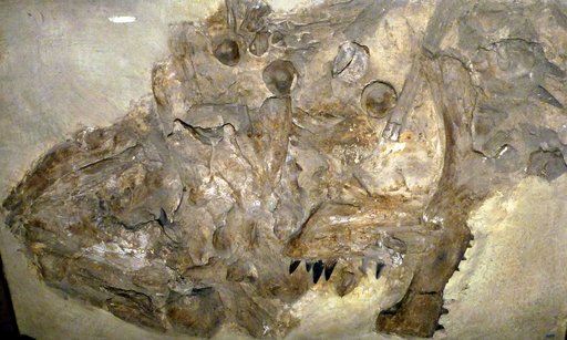 Xiphactinus audax Leidy