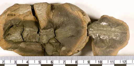 Coelacanthus elegans Newberry